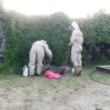 Zobacz zdjęcie: Szerszenie na działce letników z powiatu bolesławieckiego