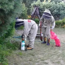 Zobacz zdjęcie: Szerszenie na działce letników z powiatu bolesławieckiego