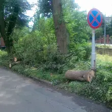 Zobacz zdjęcie: Nieskoszona trawa i gałęzie na Alei Wojska Polskiego