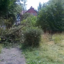 Zobacz zdjęcie: Nieskoszona trawa i gałęzie na Alei Wojska Polskiego