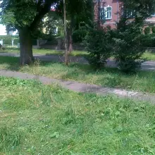 Zobacz zdjęcie: Nieskoszona trawa i gałęzie na Alei Wojska Polskiego