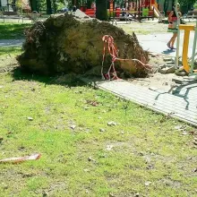 Zobacz zdjęcie: Nieład w parku Miejskim przy Tyrankiewiczów. „Dzieci biegają wokół wystających korzeni”