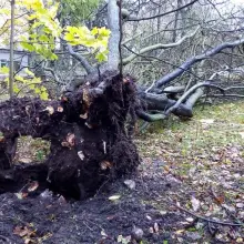 Zobacz zdjęcie: Orkan Grzegorz: zniszczenia w Bolesławcu i powiecie bolesławieckim
