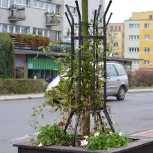 Zobacz zdjęcie: Drzewka na Asnyka się męczą?