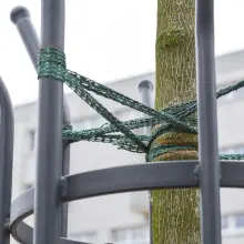 Zobacz zdjęcie: Drzewka na Asnyka się męczą?
