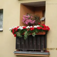 Zobacz zdjęcie: Znamy laureatów tegorocznego konkursu „Bolesławiec w kwiatach”