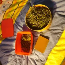 Zobacz zdjęcie: W sypialni uprawiał… marihuanę