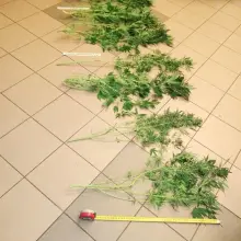 Zobacz zdjęcie: W sypialni uprawiał… marihuanę