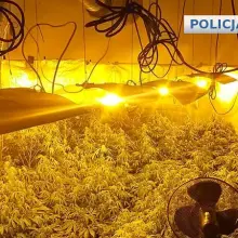 Zobacz zdjęcie: Duża plantacja marychy zlikwidowana. Poszukiwany przestępca zatrzymany