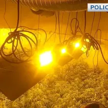 Zobacz zdjęcie: Duża plantacja marychy zlikwidowana. Poszukiwany przestępca zatrzymany
