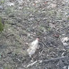 Zobacz zdjęcie: Ręce opadają! Znowu nasyfili nad Bobrem