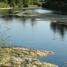 Zobacz zdjęcie: Bóbr w kwiatach