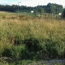Zobacz zdjęcie: Mieszkaniec Jurkowa: „W tym buszu wszelakie gadziny się legną”