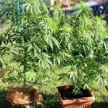 Zobacz zdjęcie: Plantacja marihuany zlikwidowana, 32-latek zatrzymany