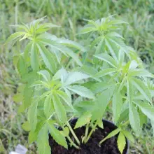 Zobacz zdjęcie: Plantacja marihuany zlikwidowana, 32-latek zatrzymany