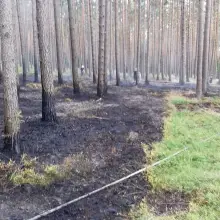 Zobacz zdjęcie: Kolejny pożar lasu