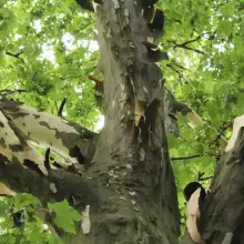 Zobacz zdjęcie: Platany w okresie zrzucania kory