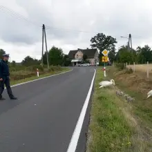 Zobacz zdjęcie: Łabędzie na drodze w Gminie Osiecznica
