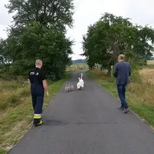 Zobacz zdjęcie: Łabędzie na drodze w Gminie Osiecznica