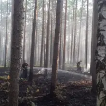 Zobacz zdjęcie: Kolejny pożar lasu i kolejny pożar ścierniska