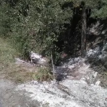 Zobacz zdjęcie: Beton w... lesie