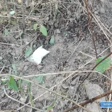 Zobacz zdjęcie: 90 gramów amfetaminy ukrył w… chaszczach