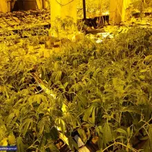 Zobacz zdjęcie: Zlikwidowali wytwórnię marychy. Narkotyki warte 1,3 mln zł przechwycone