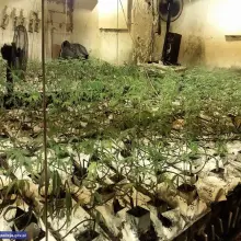 Zobacz zdjęcie: Zlikwidowali wytwórnię marychy. Narkotyki warte 1,3 mln zł przechwycone