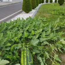 Zobacz zdjęcie: W Ołoboku wyrosły arbuzy