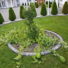 Zobacz zdjęcie: W Ołoboku wyrosły arbuzy