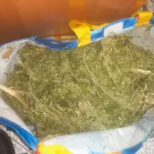 Zobacz zdjęcie: Nastolatek wpadł z dwoma… kilogramami marychy