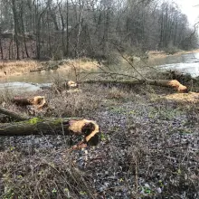 Zobacz zdjęcie: Coraz więcej bobrów koło Bobru