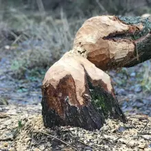 Zobacz zdjęcie: Coraz więcej bobrów koło Bobru