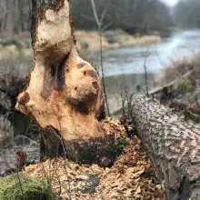 Zobacz zdjęcie: Coraz więcej bobrów koło Bobru