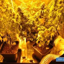 Zobacz zdjęcie: 50-latek miał w domu plantację konopi