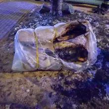 Zobacz zdjęcie: Akcja strażaków przy ul. Starzyńskiego