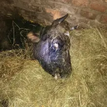 Zobacz zdjęcie: Horror w gospodarstwie. Niepełnosprawne dzieci wśród zwłok zwierząt