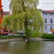 Zobacz zdjęcie: Wiosennie na plantach: nowa wierzba na wysepce, łabędzica wysiaduje jaja