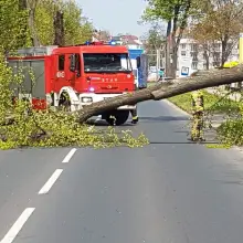 Zobacz zdjęcie: Powalone drzewo na Jeleniogórskiej