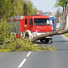 Zobacz zdjęcie: Powalone drzewo na Jeleniogórskiej