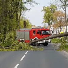 Zobacz zdjęcie: Powalone drzewo na Jeleniogórskiej