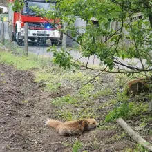 Zobacz zdjęcie: Strażacy z Trzebienia pomogli… lisowi zaplątanemu w drut kolczasty
