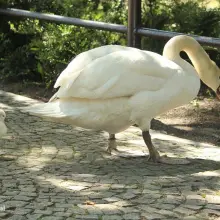 Zobacz zdjęcie: Kaczki i łabędzie z miejskiego stawu
