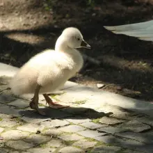 Zobacz zdjęcie: Kaczki i łabędzie z miejskiego stawu