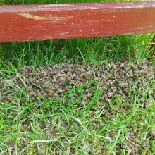 Zobacz zdjęcie: Wytruli pszczółki mieszkańcowi Czernej