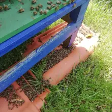 Zobacz zdjęcie: Wytruli pszczółki mieszkańcowi Czernej