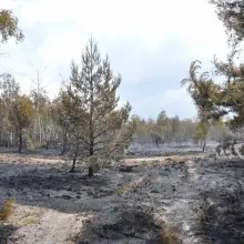 Zobacz zdjęcie: Pożar na poligonie, spłonęło 15 ha