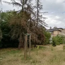 Zobacz zdjęcie: Drzewa na placu przy dworcu PKP w Bolesławcu (ul. Chrobrego)