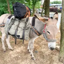 Zobacz zdjęcie: Z osłami podróżują przez Europę, w Świętokrzyskiem chcą założyć farmę