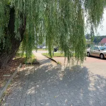 Zobacz zdjęcie: Strasznie zarośnięty parking przed Biedronką. Życie „towarzyskie” kwitnie w krzakach